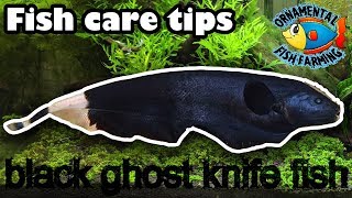 black ghost knife fish care tips [upl. by Iffar135]