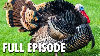 Wild America  S10 E10 Wild Turkey  Part 2  Wild America Animal Channel [upl. by Frick]