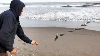 ASI se PESCA USANDO LINEA con 10 ANZUELOS DESDE ORILLA PESCA con ESPINEL [upl. by Cobby]