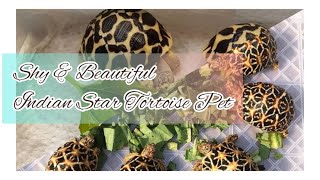 Strikingly Beautiful Indian Star Tortoise Pet that You Wont Want to Miss Out  Cute Pets Bonding [upl. by Emilio]