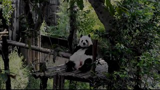 Chengdu Cinematic TRAVEL FILM [upl. by Inhsor483]