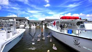 The Naples City Dock with some playful pelicans Naples Florida 💙 [upl. by Ennaylime]