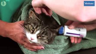 How to Clean Your Cats Ears with Virbac [upl. by Ganny]