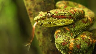 Eyelash pit viper Bothriechis schlegelii Christmas tree morph [upl. by Mohandas353]