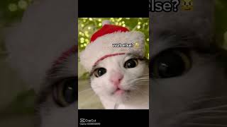 ALL I WANT FOR CHRIMUH EEEEE YoUuoOoUo chrimuh cat edition christmascat [upl. by Isaac246]