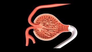 Regulation of Kidney Function [upl. by Laamaj]