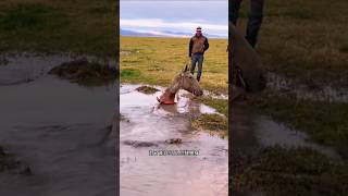 This horse falls into a deep hole and we rescue him sorts sort sortvideo [upl. by Neehsar]