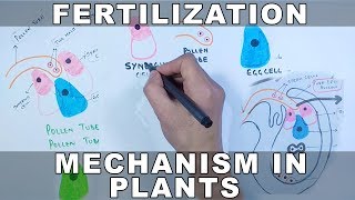 Fertilization Mechanism in Plants [upl. by Ycrem]