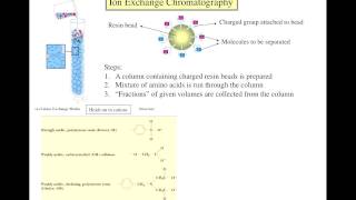 Separation of amino acids [upl. by Dolf419]