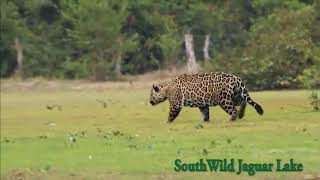 Big male Jaguar salivates over and stalks oblivious Tapir at Jaguar Lake [upl. by Josefa]