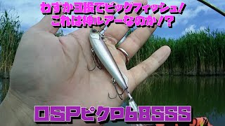 神ルアー？OSPピクロ68SSS初使用からわずか３投でビッグフィッシュゲット！！ [upl. by Auhsoj]