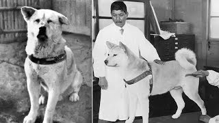 Hachiko  A True Story Of A Dogs Love For His Master Hindi [upl. by Dalton]