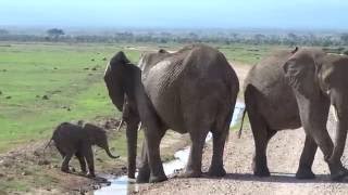 Too cute This baby elephant is trying to cross the stream [upl. by Emory]