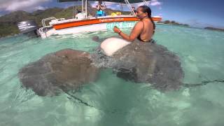 Moorea  Ray feeding [upl. by Eahcim98]