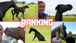 Will you find out what the ranking is  Ajeto  Friesian Horses [upl. by Niels]