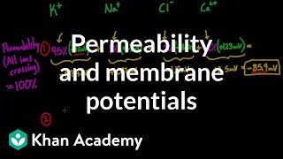 Permeability and membrane potentials  Circulatory system physiology  NCLEXRN  Khan Academy [upl. by Naelopan442]