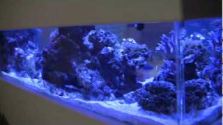 500 Gallon Coral Reef Aquarium Tank LA Fishguys Episode 80 pt 1 [upl. by Furr776]