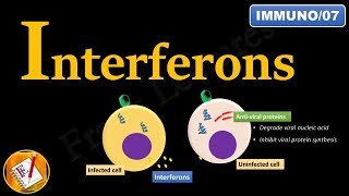 Interferons INFα INFβ and INFγ FLImmuno07 [upl. by Faustine]