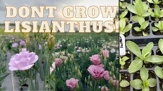 Dont Grow Lisianthus Watch this first Flower Farming [upl. by Britney]