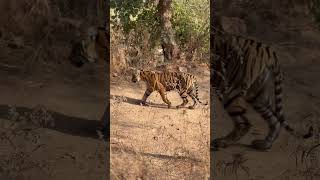 Ranthambore Tigers  arrowhead cups [upl. by Forward365]