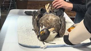 Bald Eagle with Lead Poisoning gets first treatment [upl. by Aennil317]