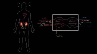 Anatomie et fonctionnement des reins [upl. by Skricki740]