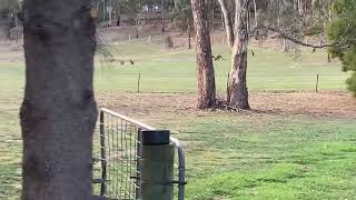 Coupla kangas closing the gate [upl. by Edris338]