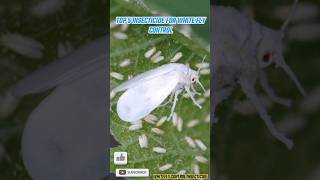 Top 5 Insecticide For Whitefly control Insecticide insecticide whitefly sh [upl. by Killam551]