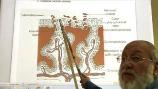 General embryology 25 The placenta  part 1   by Dr Wahdan [upl. by Ailedamla]