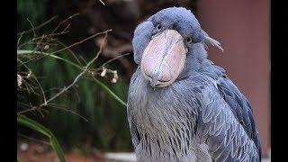 Shoebill  An Amazing Bird [upl. by Airun]