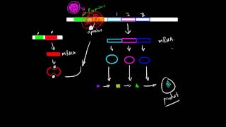 Operon Structure and Function [upl. by Veronike]