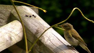 Willow Warbler or Chiffchaff  You Tell Me [upl. by Eimiaj]