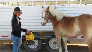 Peaches Gentle Haflinger for Sale [upl. by Ttenneb]