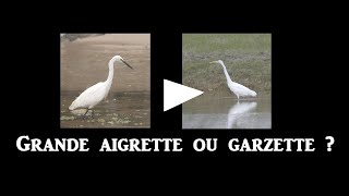 Grande aigrette ou Garzette [upl. by Rawley905]