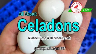 Coturnix Corner LIVE  All About Celadons [upl. by Donough]