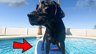 MY DOG Vs A PADDLE BOARD [upl. by Wilmer95]