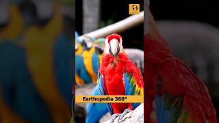 Are parrots longest living Bird parrots birdage factshorts [upl. by Nerrag135]