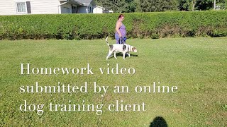 Tool to Help Reduce Dog Pulling on the Leash [upl. by Airod]