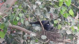 House Crow courtship allopreening and mating [upl. by Dadirac]