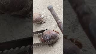 Amazing Casting Melting Aluminum into Snail out of Scrap Perfect Restore shorts viralvideo reels [upl. by Alethia]