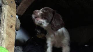 Springer Spaniel Puppy Howling 8 Weeks Old [upl. by Dazhahs]