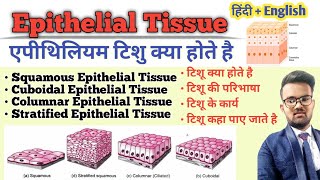 Tissue in Hindi  Epithelial Tissue  Types of Epithelial Tissue  Function of Tissue  उत्तक [upl. by Sosthenna]