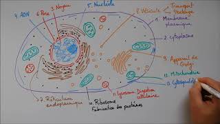 Structure cellulaire 2  ribosome lysosome mitochondrie cytosquelette centrosome [upl. by Pascha]