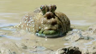 MUDSKIPPERS Life in the mud  Oceana [upl. by Lorrimer715]