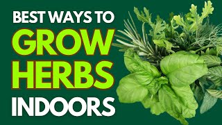 6 Proven Effective Ways to Grow Herbs Indoors [upl. by Jareen]