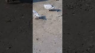 SATINETTE PIGEON birds pigeon vlog kabootarvlogs fashiontrends petsvlog trending shorts fly [upl. by Kartis]