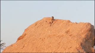 Some of the local wildlife here in Cyprus [upl. by Horlacher]