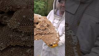 MASSIVE European Hornets Nest INFESTATION [upl. by Snebur]