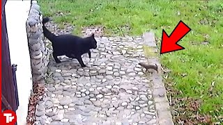 Look What Happened When This Weasel Attacked Cat [upl. by Hilton]