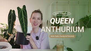 Anthurium Warocqueanum Care  Moving my Queen Anthurium to a DIY SelfWatering planter [upl. by Wendy276]